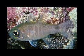 Image result for Neoschumannia cardinea