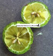 Image result for Justicia australis