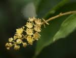Image result for Combretum celastroides