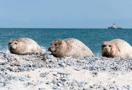 Dann heißt es schon abschied nehmen; Robben An Der Nordsee Kurzurlaub Nordsee Urlaub Nordsee Nordsee