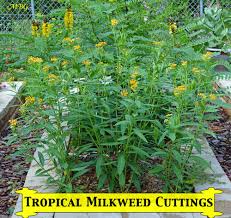 Grow From Cuttings Tropical Milkweed Propagation Milkweed Garden Milkweed Plant Butterfly Garden Plants