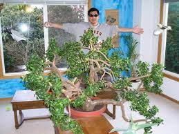 At the moment the plant is only around 12 inches tall at most, but is got canes around it to try and hold a decent shape. The Largest Jade Plant Indoor In The World Jade Plant Bonsai Jade Plants Large Jade Plant