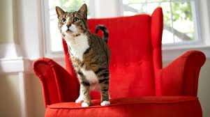 Wahrscheinlich hat auch ihre katze stress. Katzenurin Entfernen Tipps Und Tricks Lieblingstier