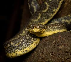 Image result for Disperis katangensis