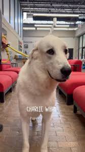 🐾🧬 We’re DNA testing Charlie to finally find out his breed! But first… we  asked our staff to guess. , What do YOU think his main breed is? 👀 Drop  your guesses in the comments ⬇️, While we wait for the ...