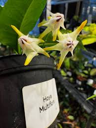 Image result for hoya multiflora