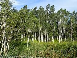Image result for Melaleuca quinquenervia
