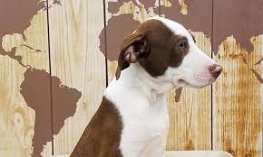 Pet adoption saves the lives of homeless dogs and cats. 5 Perfect Puppies To Adopt Now In Tucson