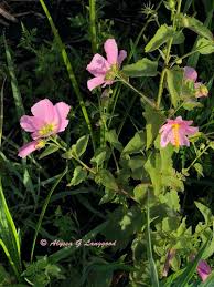 Image result for Kosteletzkya grantii