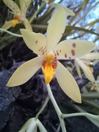 Image result for Ansellia africana