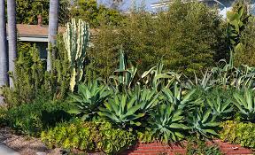 They re evergreen and drought tolerant, and they can be used in the landscape as screens, hedges, ground covers, borders, and more. Drought Tolerant Landscaping The Home Depot