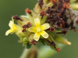 Image result for Waltheria