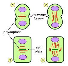 In animal cell mitosis when does the cleavage furrow form. Cleavage Furrow Definition And Function Biology Dictionary