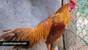 Sportifitas pertarungan sabung ayam derby manila filipina. Ciri Ciri Sabung Ayam Peru Asli Dan Kelebihannya