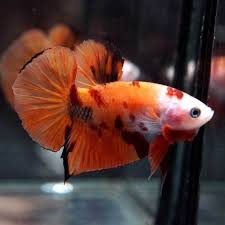 Live Betta Fish Fancy Nemo Koi Halfmoon Plakat Hmpk Male 174 Betta Fish Betta Fish