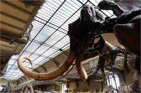 La Galerie De Paleontologie Au Jardin Des Plantes Plante Jardin Galerie Et Jardins