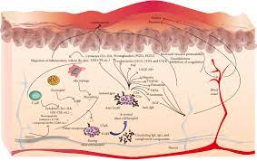 A class level of 0 is considered a negative reading, while level 1 means an equivocal or unclear reading. Ige Related Chronic Diseases And Anti Ige Based Treatments