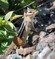 Me Boomer And The Vermilon River Skies Scenes Birds Turtle Love Butterflies Insects Chipmunks And Red Squirrels Of T Red Squirrel Turtle Love Squirrel