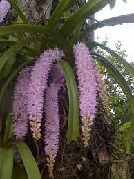 Photo Gallery Flora Flowers Beautiful Orchids Most Beautiful Flowers