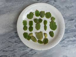 Image result for cactus cuttings