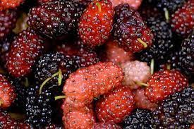 قال ابن سينا رحمه الله التوت صنفان أحدهما هو الفرصاد الحلو وهو يجري مجرى التين في الإنضاج وأما المز الذي يعرف بالتوت الشامي فف food fruit benefits of berries