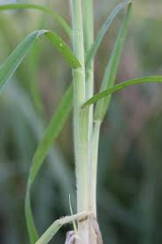 Image result for Bromus catharticus