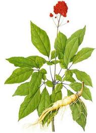 ✓ free for commercial use ✓ high quality images. Herbal Ginseng Plant Extract At Best Price In Shijiazhuang Hebei Shijiazhuang Keshou Trade Co Ltd