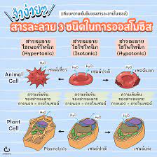 การออสโมซิส (osmosis) คือการเคลื่อนที่ของตัวทำละลาย (มักจะกล่าวถึงน้ำ) ผ่านเยื่อเลือกผ่านจากสารละลายที่เข้มข้นต่ำไปยังสารละลายที่เข้มข้นสูง (จำ. Ganbatte à¸à¸²à¸£à¸­à¸­à¸ªà¹‚à¸¡à¸‹ à¸ª à¸„ à¸­ Facebook