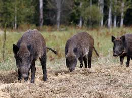 We are located in pharr, tx. 4 000 Volt Fencing Now Required For For Alberta S Farmed Wild Boars Calgary Herald
