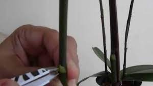 Has anyone used/tried keiki paste for orchids? Keiki Paste Von Hollandherbs Youtube
