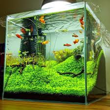 Beautiful Contrast Between The Fish And Plants Aquascape By Aquascape Aquarium Aquarium Fish