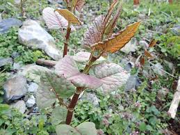 イタドリ 見分け 方