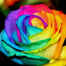 Check spelling or type a new query. Tie Dye Roses Use A White Rose Split The Stem Up A Few Inches To Create 4 Stems Place Each Stem In Separate Undilu Tie Dye Roses Dye Flowers Rainbow Roses