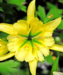 Image result for Ismene