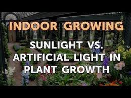 Let's take a look at a few good options. Sunlight Vs Artificial Light In Plant Growth Youtube