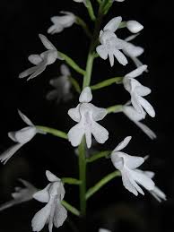 Image result for Stenoglottis