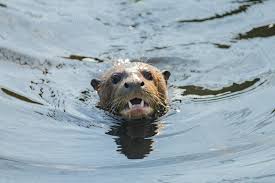 The mammals have thick, protective fur to help them keep warm while swimming in cold waters. Extinct Giant River Otter Resurfaces In Wild As Several More Born In Captivity