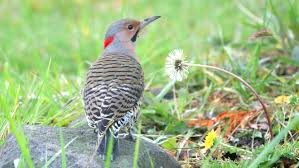The remote control to the television, more used on the east coast. California Bird Watchers Flickers Arrive In Woods In Winter