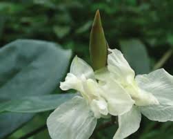 Image result for Hypselodelphys scandens