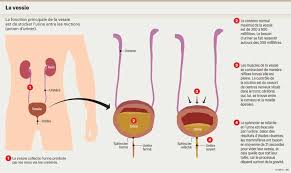 Incontinence de stress ou d'effort. La Vessie Est Un Reservoir Actif Gere Par Le Systeme Nerveux Planete Sante