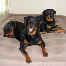 Maybe you would like to learn more about one of these? The Risks Of Raising Two Female Dogs Pethelpful