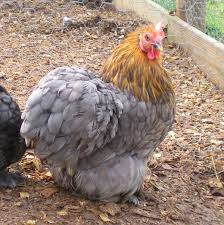Black and blue cochin owned by alicia smith. Lemon Blue Cochins Brand New Pictures Fancy Chickens Bantam Chickens Pet Chickens