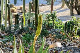 Image result for Aloe aculeata × ortholopha