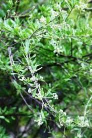 Image result for Triceratella drummondii