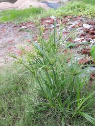 Image result for Cyperus distans