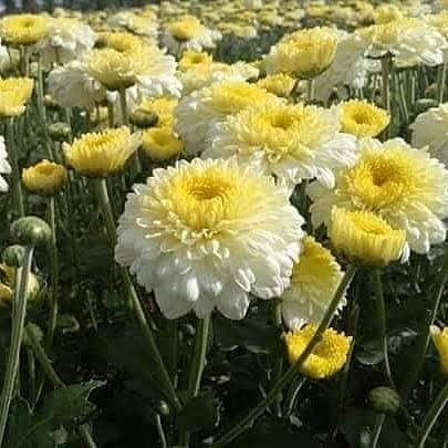 Chrysanthemum White