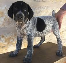 Autumnglory german shorthaired pointer miss alyson m elwood edinburgh midlothian. German Shorthaired Pointer Puppies For Sale Columbia Sc 285920