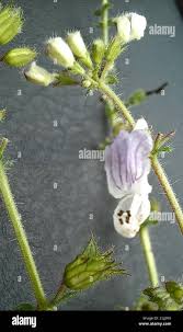 Image result for Equilabium laxiflorum