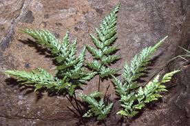 Image result for Asplenium adiantum-nigrum