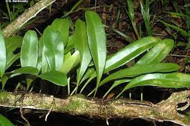 Image result for Pyrrosia